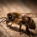 How does climate change affect the honeybee?