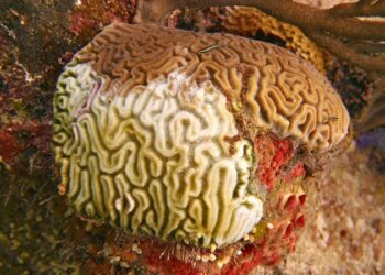Stony Coral Tissue Loss Disease: A Looming Threat to Trinidad and Tobago’s Coral Reefs