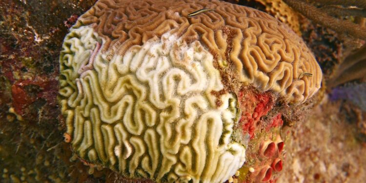 Stony Coral Tissue Loss Disease: A Looming Threat to Trinidad and Tobago’s Coral Reefs
