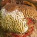 Stony Coral Tissue Loss Disease: A Looming Threat to Trinidad and Tobago’s Coral Reefs