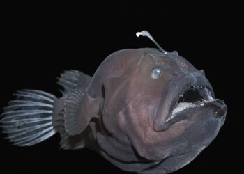 PERSPECTIVES: Why the ocean is a source of inspiration and imagination
