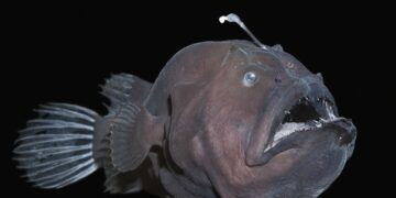 PERSPECTIVES: Why the ocean is a source of inspiration and imagination